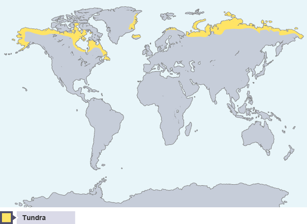 Тундра зона распространения. Карта тундры в мире.