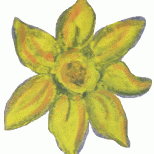 Litl Daffodil
