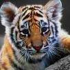 Tiger17